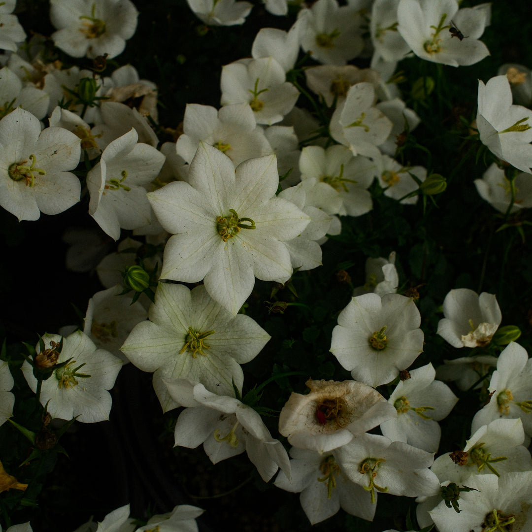 Carpathian Bellflower (6")