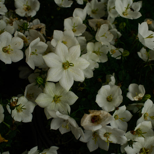 Carpathian Bellflower (6")