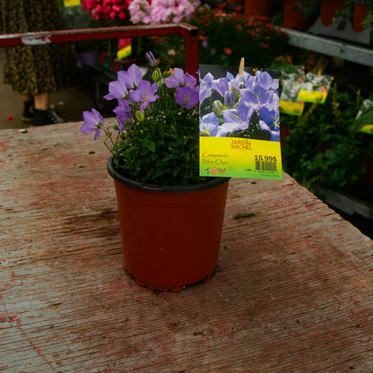 Carpathian Bellflower (6")