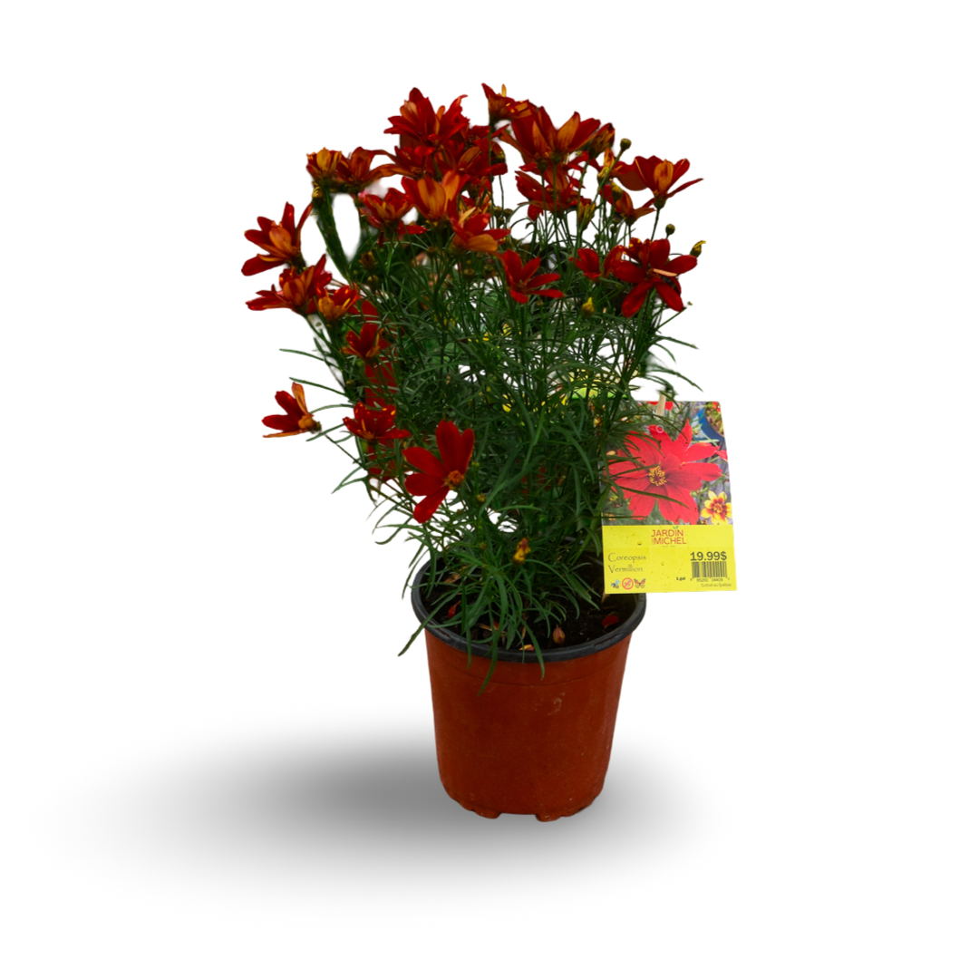 Coreopsis Fall Sensation 'Vermillion' (6")