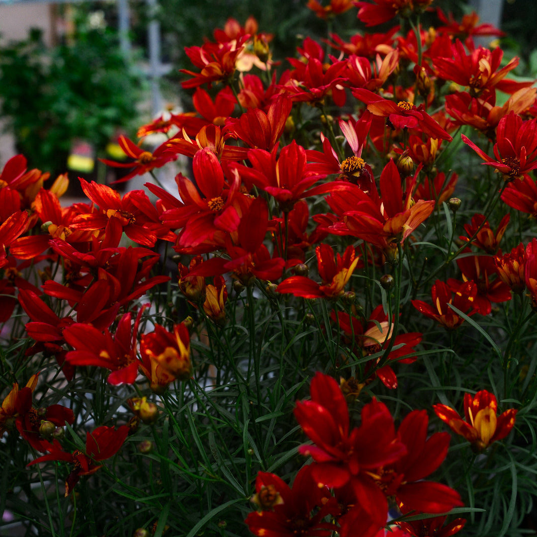 Coreopsis Fall Sensation 'Vermillion' (6")