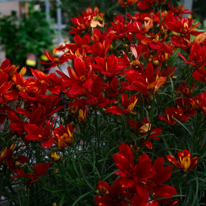 Coreopsis Fall Sensation 'Vermillion' (6")