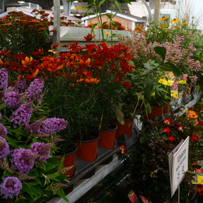 Coreopsis Fall Sensation 'Vermillion' (6")