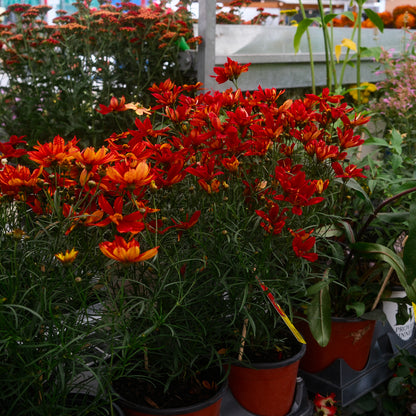 Coreopsis Fall Sensation 'Vermillion' (6")