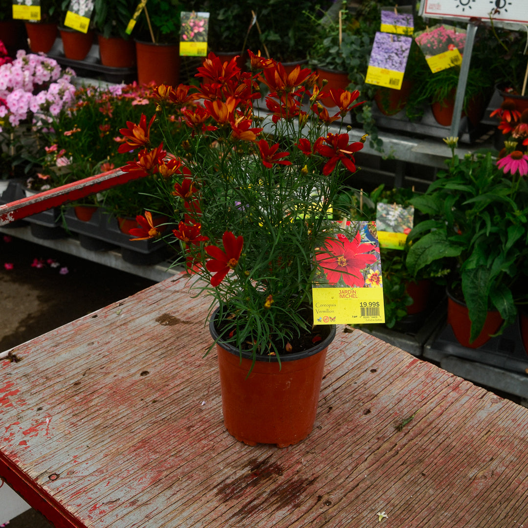 Coreopsis Fall Sensation 'Vermillion' (6")