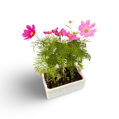Cosmos en barquettes de couleurs mélangées (x9)
