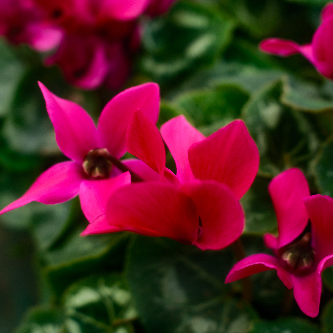 Cyclamen (6")