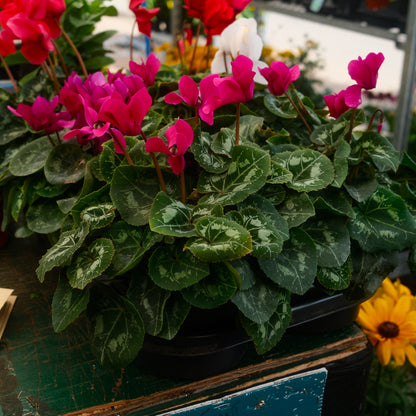 Cyclamen (6")