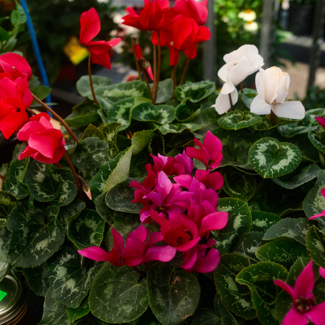 Cyclamen (6")