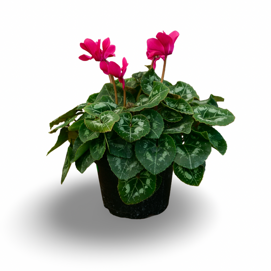 Cyclamen (6")