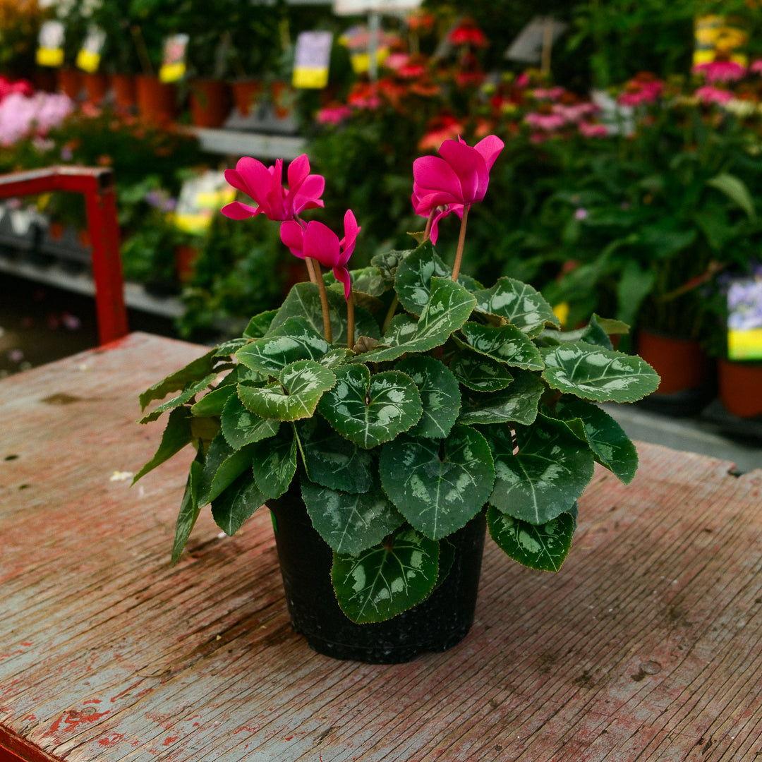Cyclamen (6")