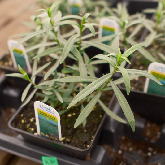 French Tarragon
