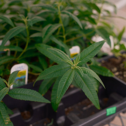 Lemon Verbena (4.5")