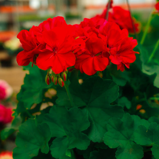 Hanging Geranium (8")