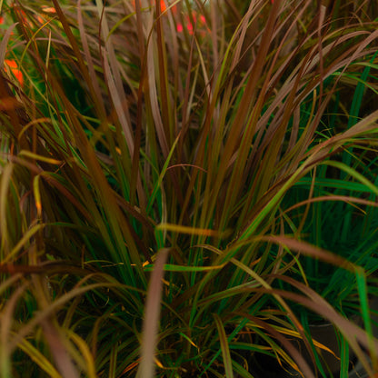 Pennisetum Rubrum (6")