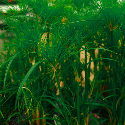 Papyrus nain 'Prince Tut' (6")