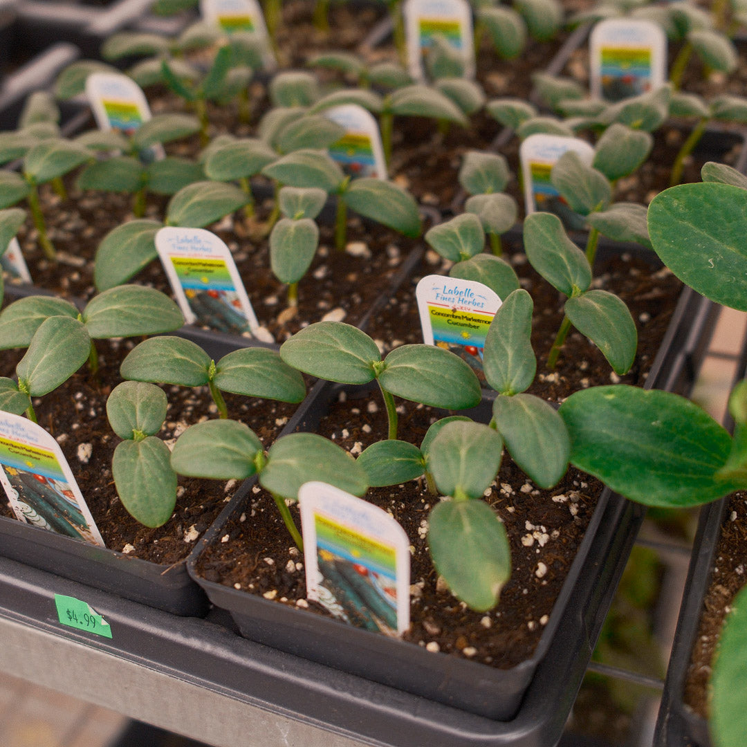 Marketmore Regular Cucumbers (4.5") 
