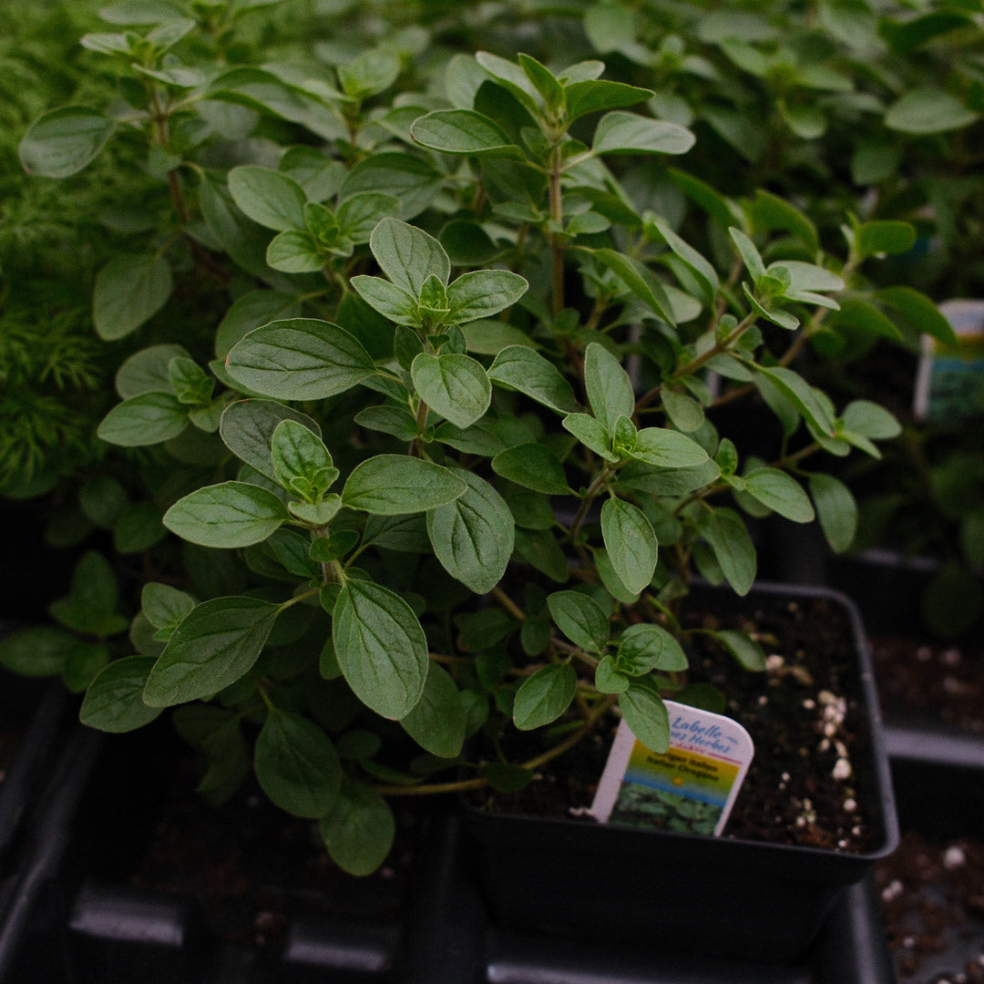 Oregano italien (4,5")