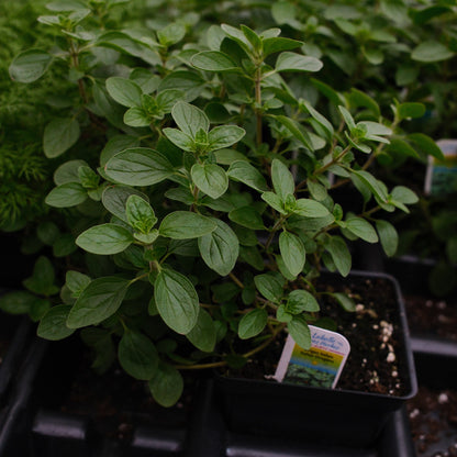 Oregano italien (4,5")