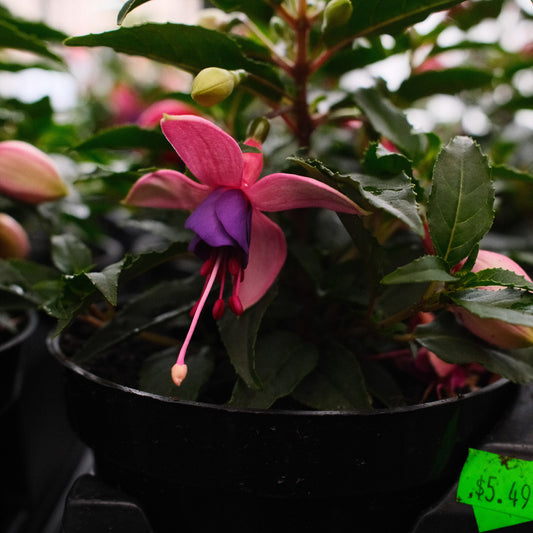 Fushia (4.5") 