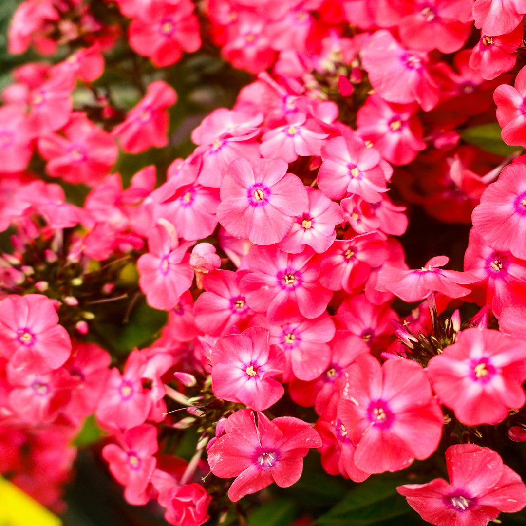 Phlox 'Glamour Girl' (6")