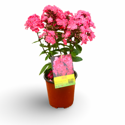 Phlox 'Glamour Girl' (6")