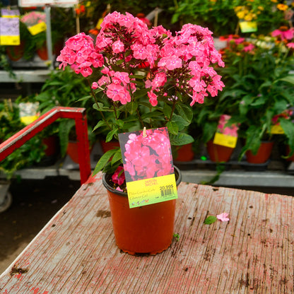Phlox 'Glamour Girl' (6")
