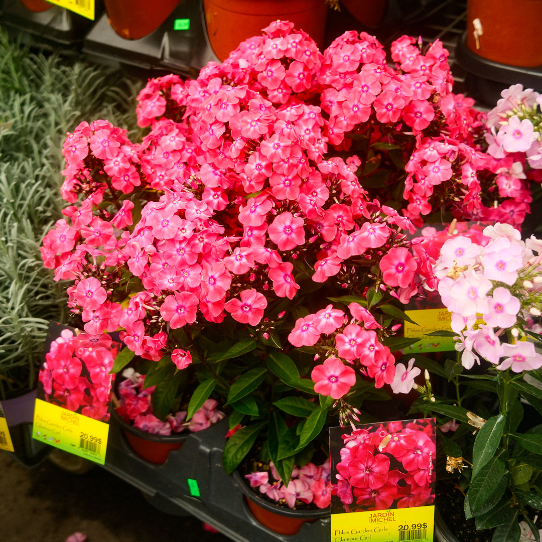 Phlox 'Glamour Girl' (6")