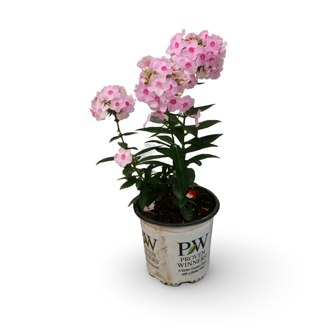 Phlox 'Fancy Girl' (6")