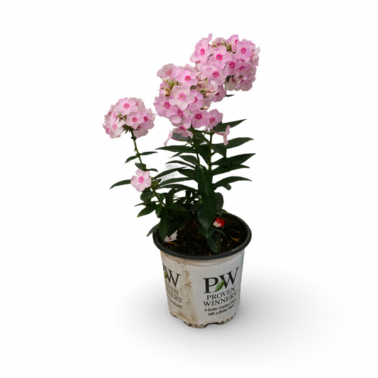 Phlox 'Fancy Girl' (6")