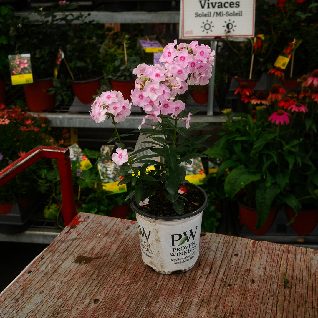 Phlox 'Fancy Girl' (6")
