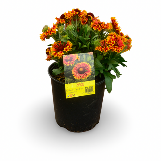 Gaillardia Spin Top 'Copper Sun' (6")
