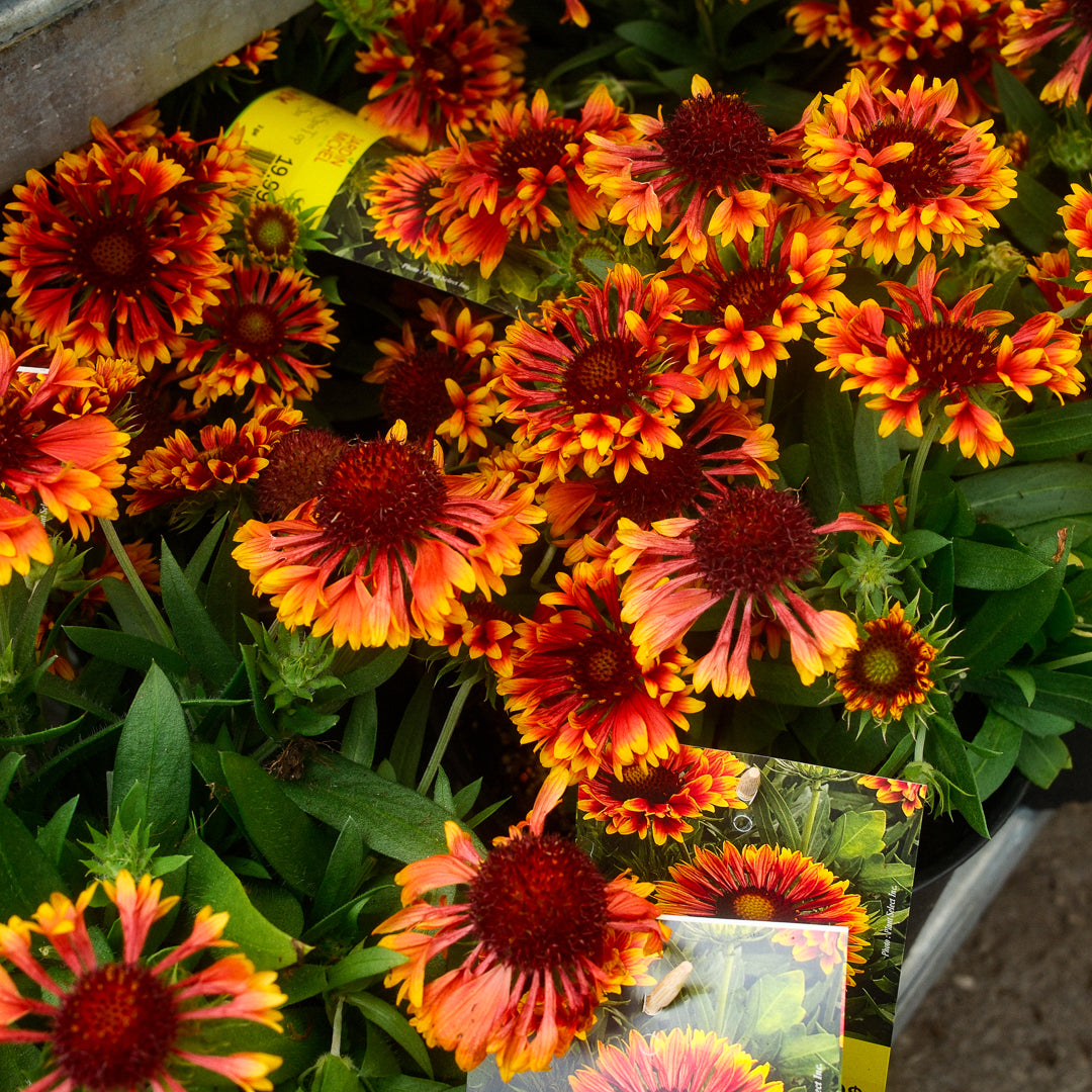 Gaillardia Spin Top 'Copper Sun' (6")