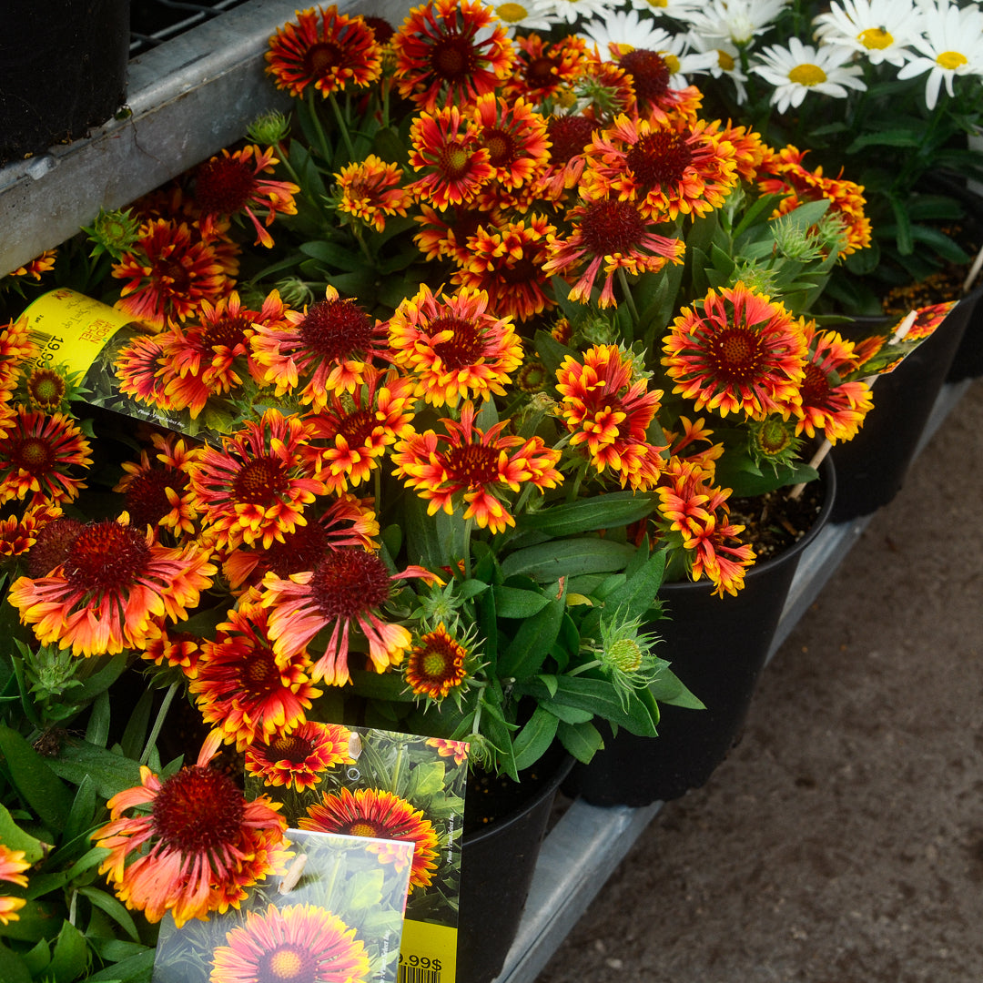 Gaillardia Spin Top 'Copper Sun' (6")