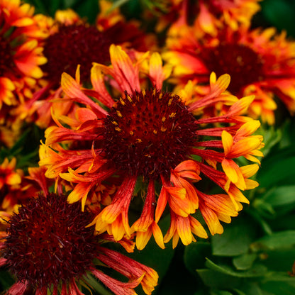 Gaillardia Spin Top 'Copper Sun' (6")