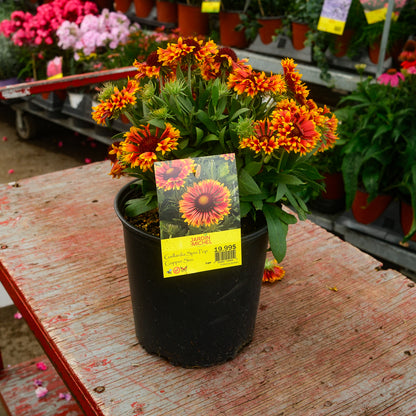 Gaillardia Spin Top 'Copper Sun' (6")