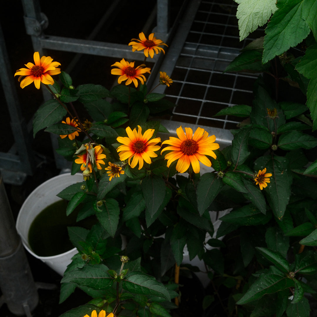 Héliopsis faux-hélianthe (6")