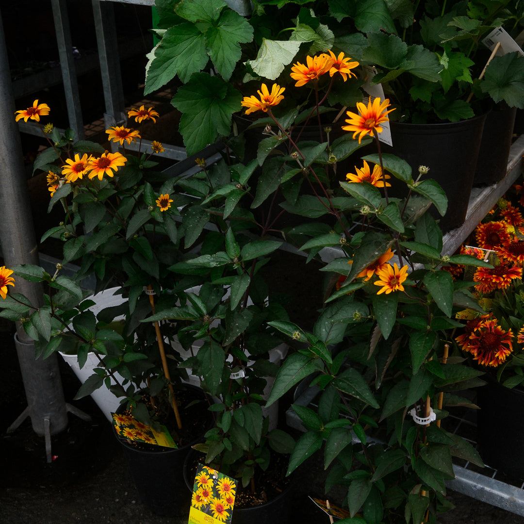 Héliopsis faux-hélianthe (6")
