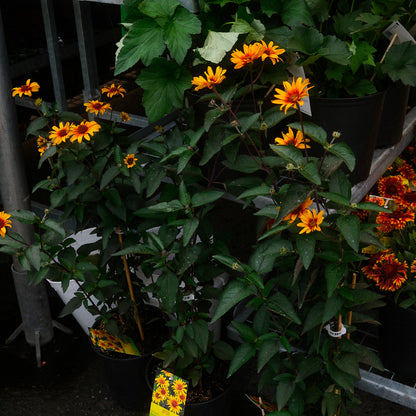 Héliopsis faux-hélianthe (6")