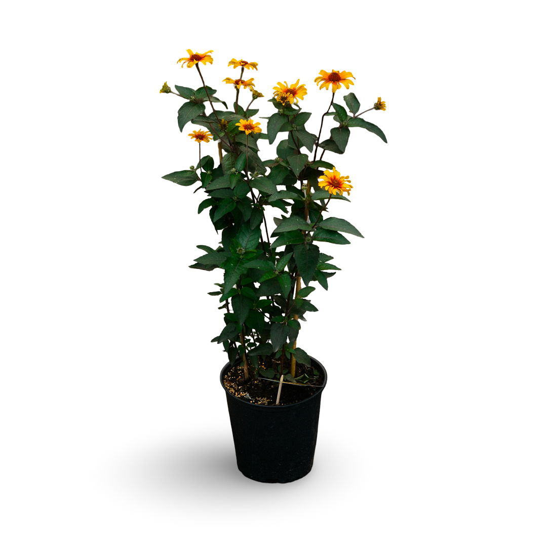 Héliopsis faux-hélianthe (6")