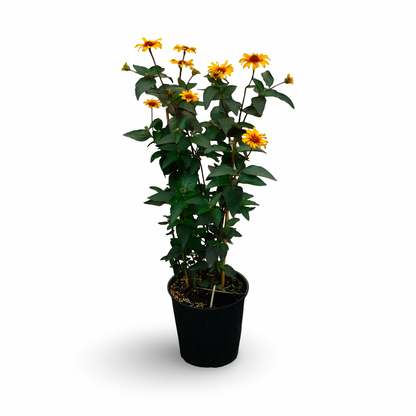 Héliopsis faux-hélianthe (6")