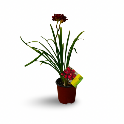 Hemerocallis 'Double Pardon Me' (6")