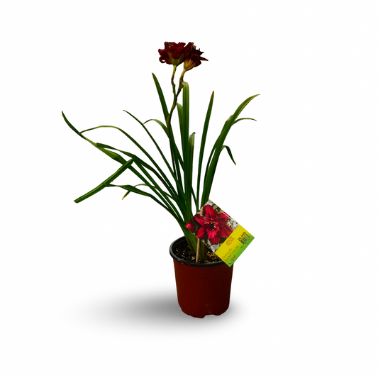 Hemerocallis 'Double Pardon Me' (6")