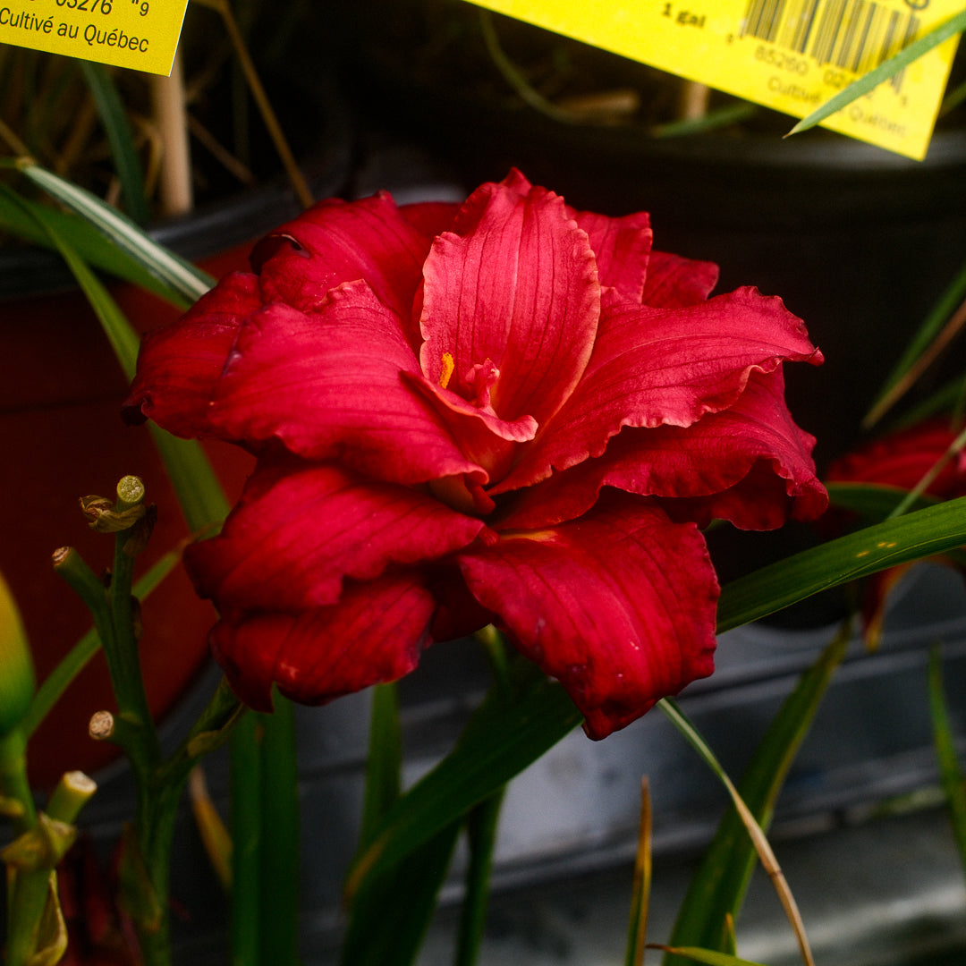 Hemerocallis 'Double Pardon Me' (6")