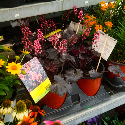 Heuchera 'Timeless Night' (6")