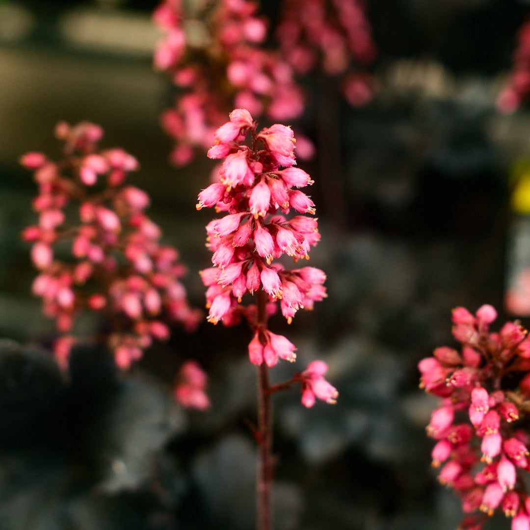 Heuchera 'Timeless Night' (6")