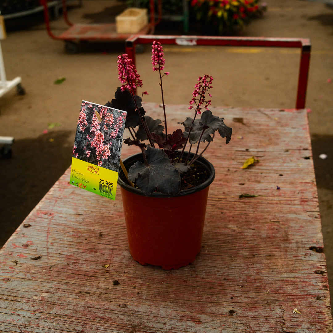 Heuchera 'Timeless Night' (6")