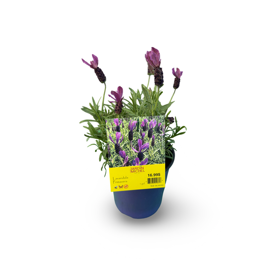 Spanish Lavender 'Primavera' (6")