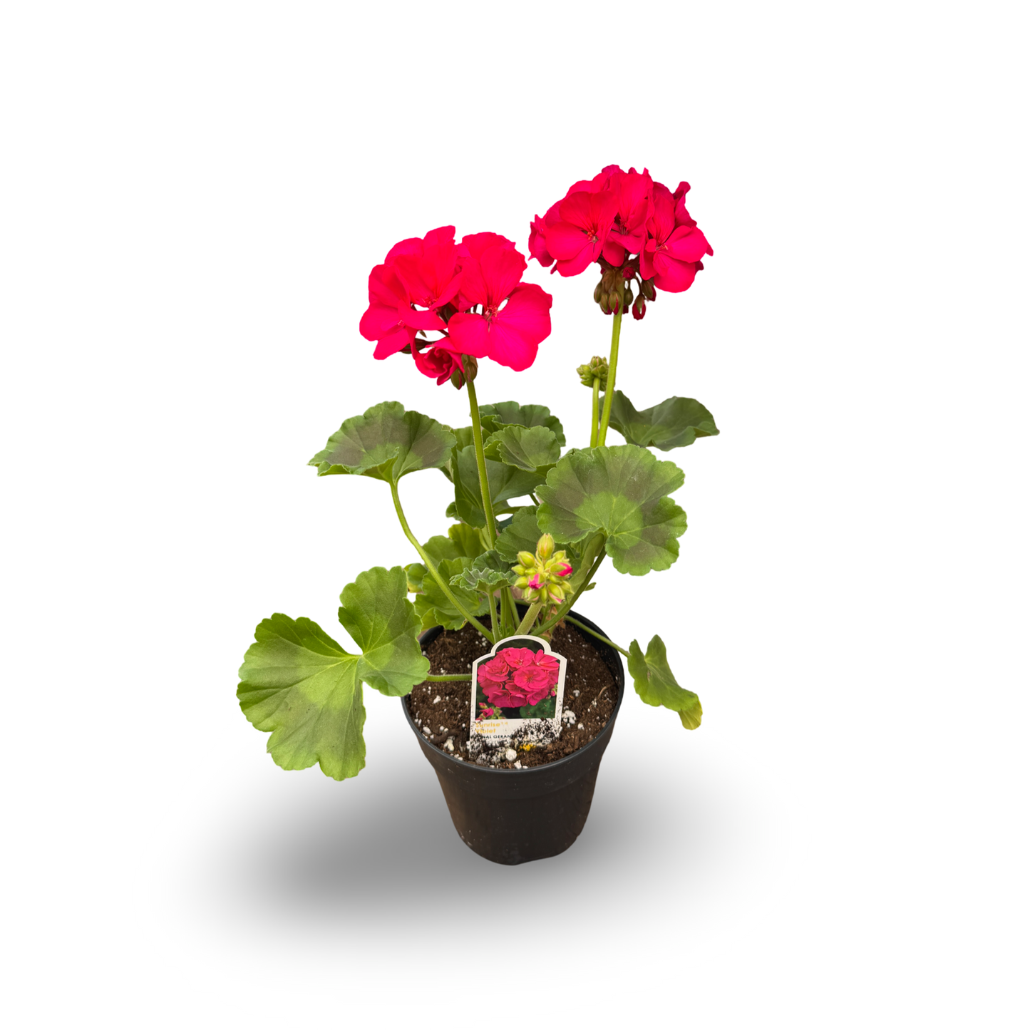 Geranium (3.5") 