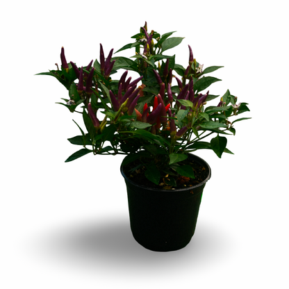 Piment doux Sangria (5")